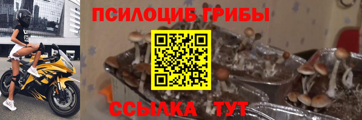 Истра  Галлюциногенные грибы MAGIC MUSHROOMS  даркнет сайт  Вход с VPN 